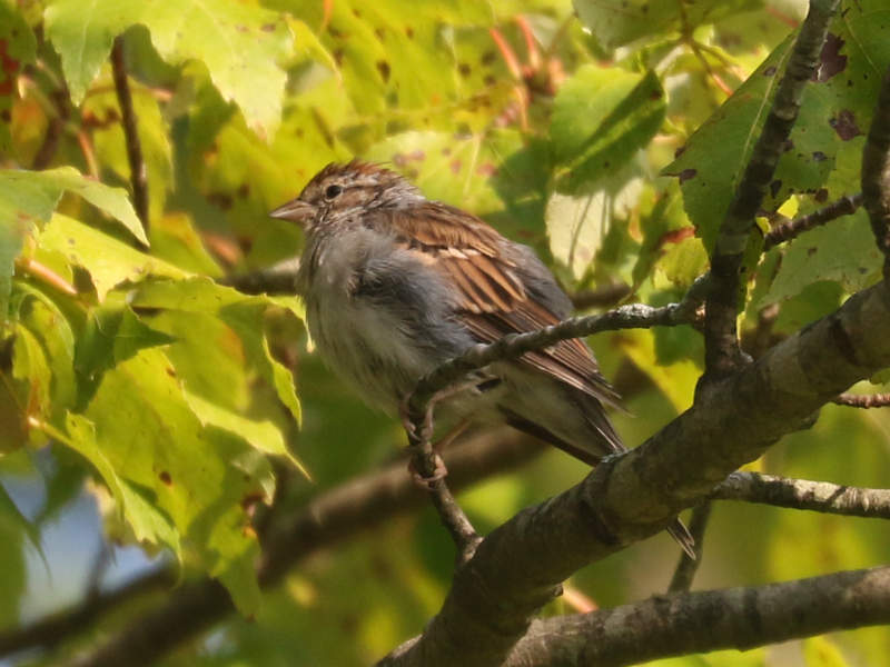 Mystery bird to be identified