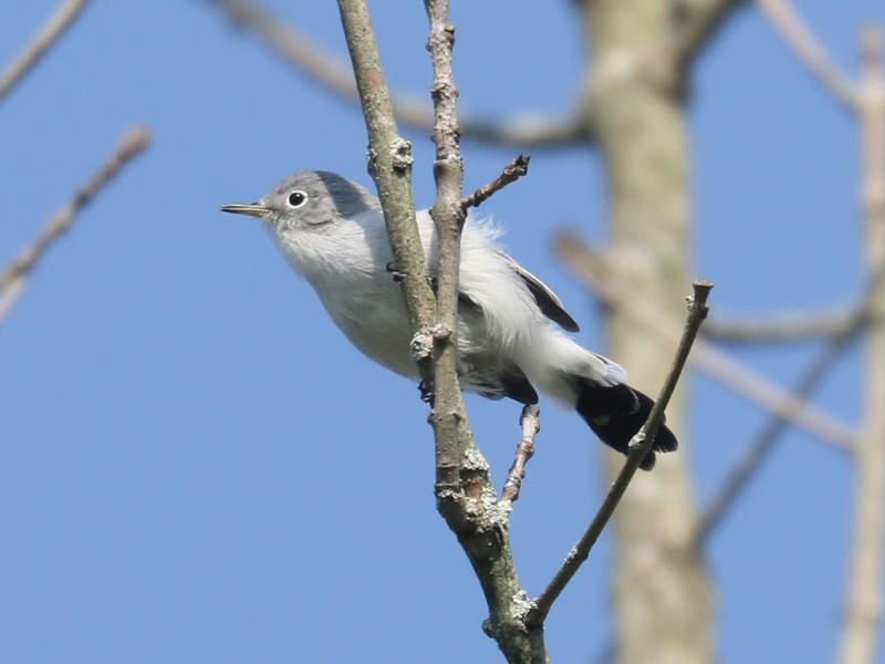 Mystery bird to be identified