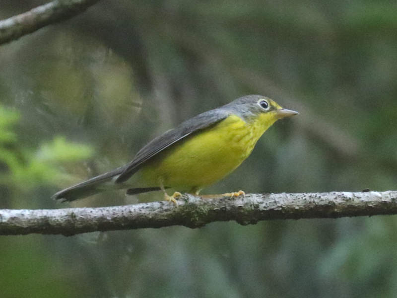 Mystery bird to be identified