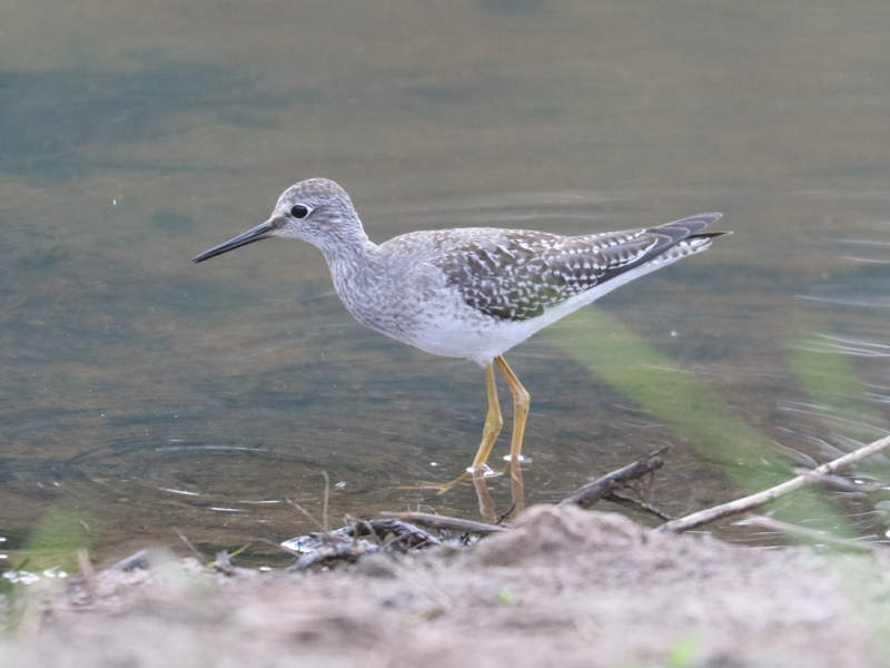 Mystery bird to be identified