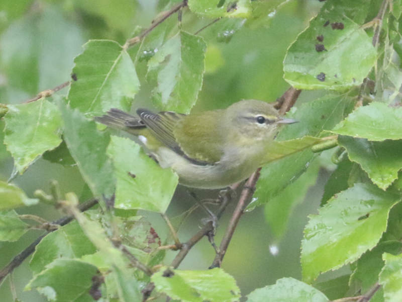 Mystery bird to be identified