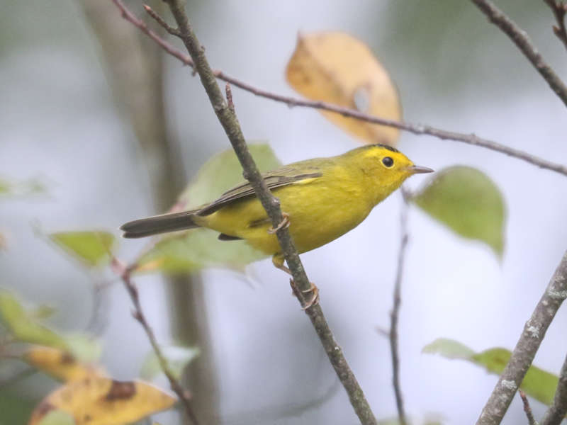 Mystery bird to be identified