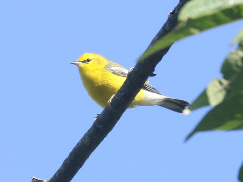 Mystery bird to be identified