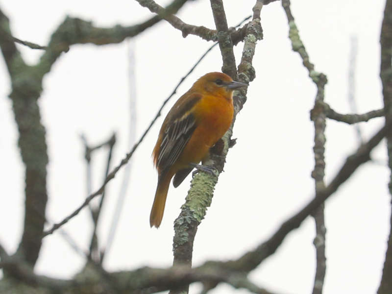 Mystery bird to be identified