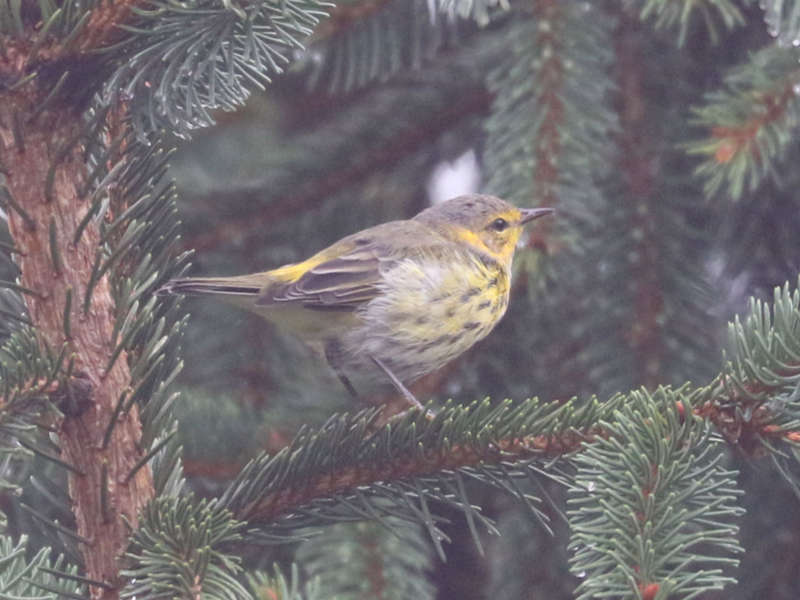 Mystery bird to be identified