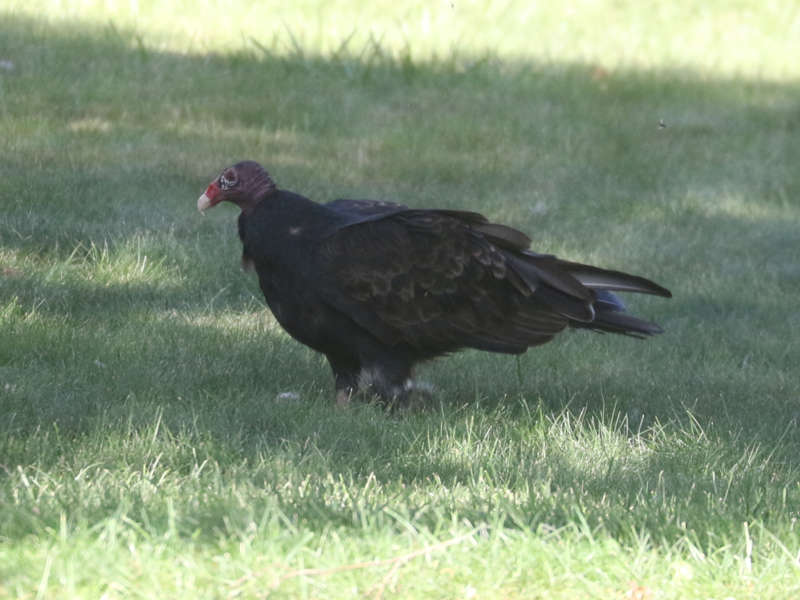 Mystery bird to be identified