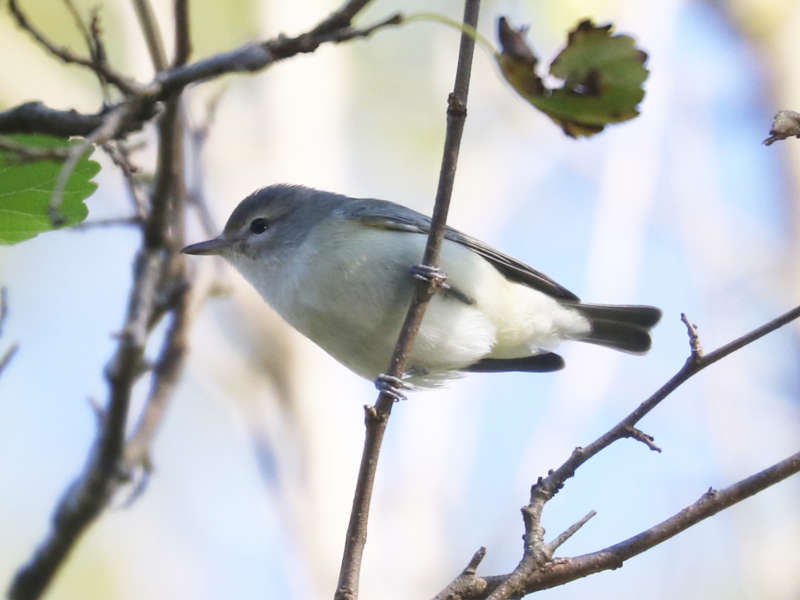 Mystery bird to be identified