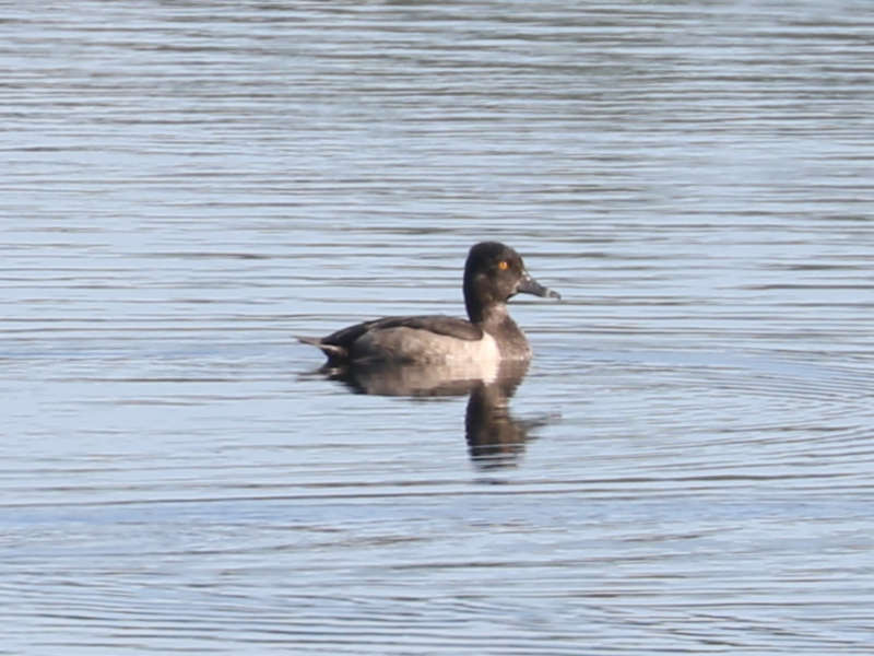 Mystery bird to be identified