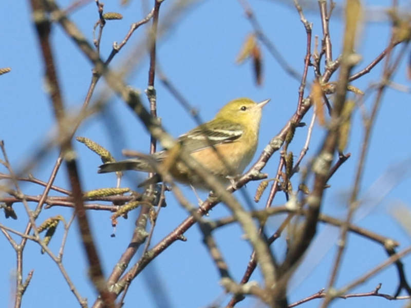 Mystery bird to be identified