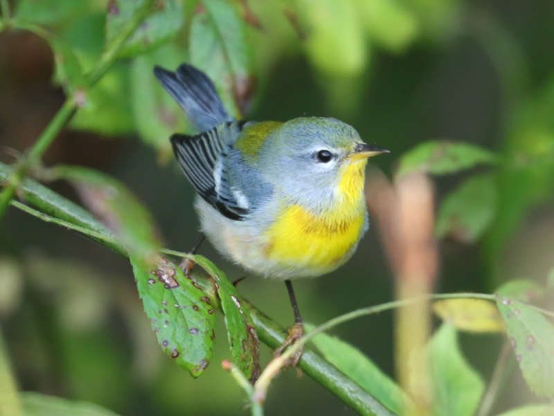 Mystery bird to be identified