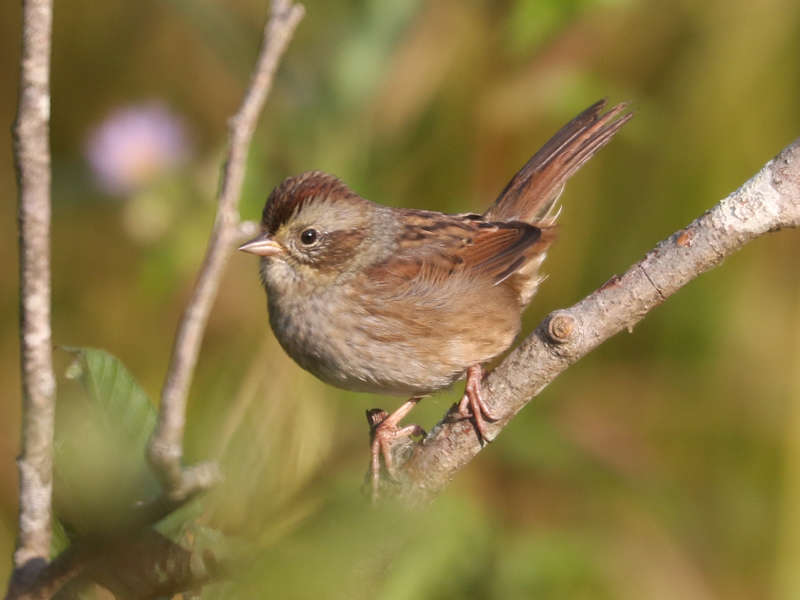 Mystery bird to be identified