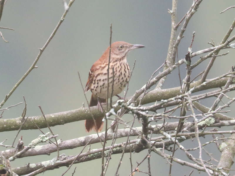 Mystery bird to be identified