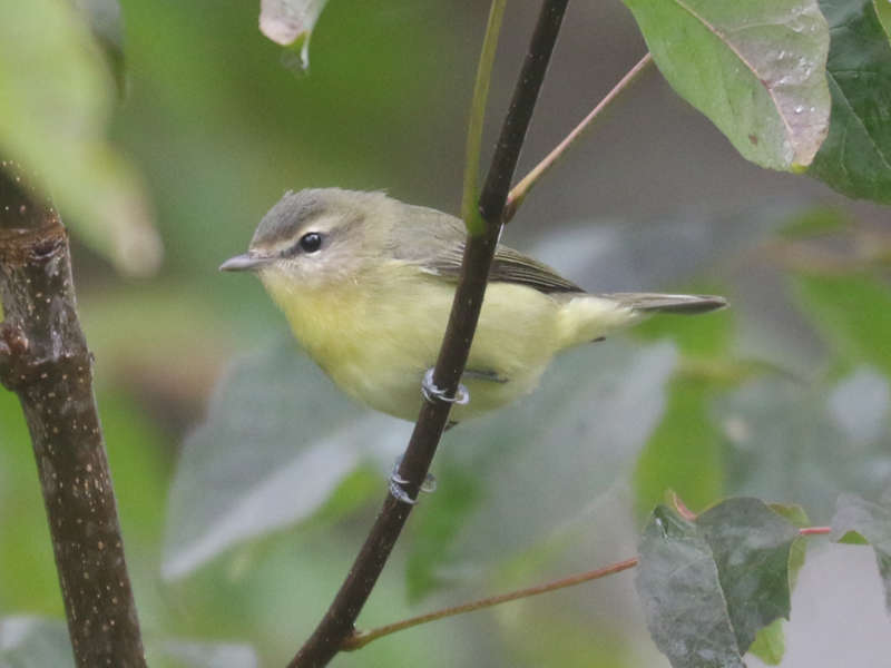 Mystery bird to be identified