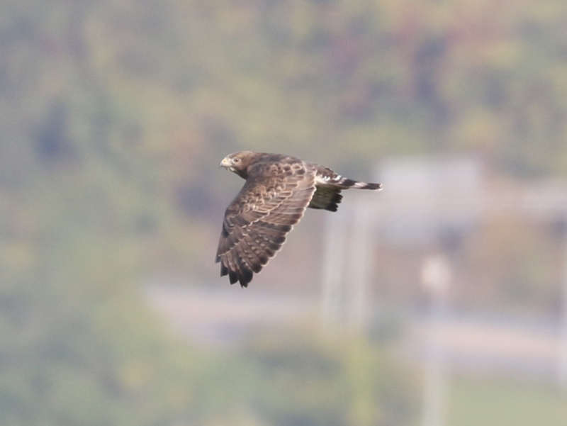 Mystery bird to be identified