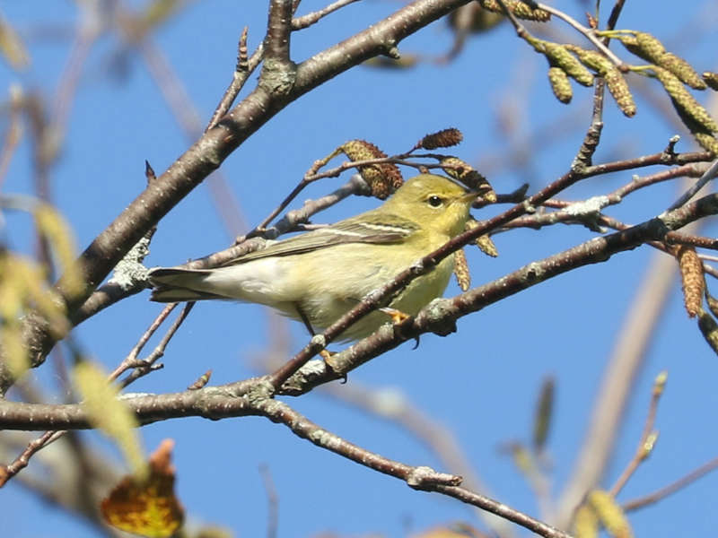 Mystery bird to be identified