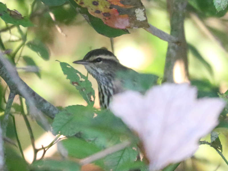 Mystery bird to be identified