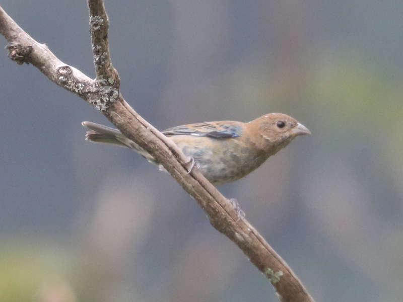 Mystery bird to be identified