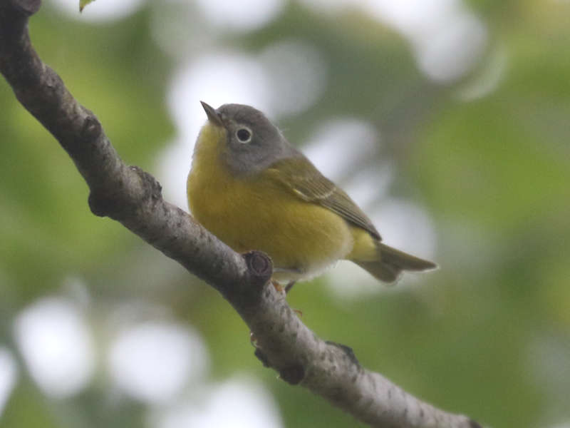 Mystery bird to be identified