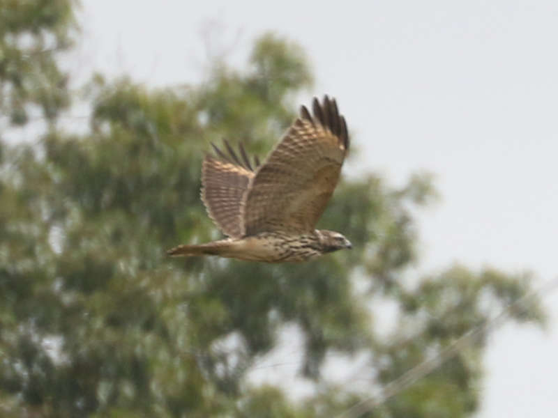 Mystery bird to be identified