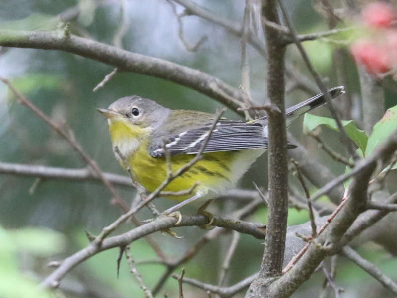 Mystery bird to be identified