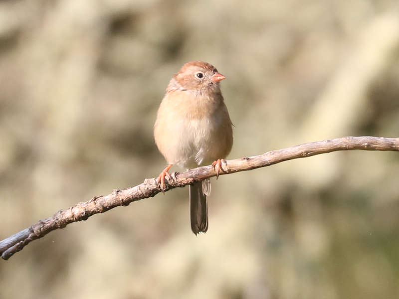 Mystery bird to be identified