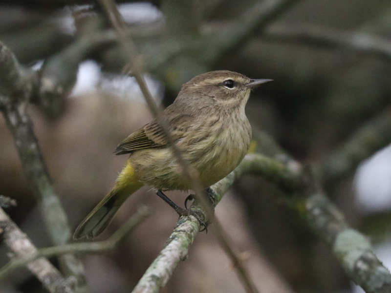 Mystery bird to be identified