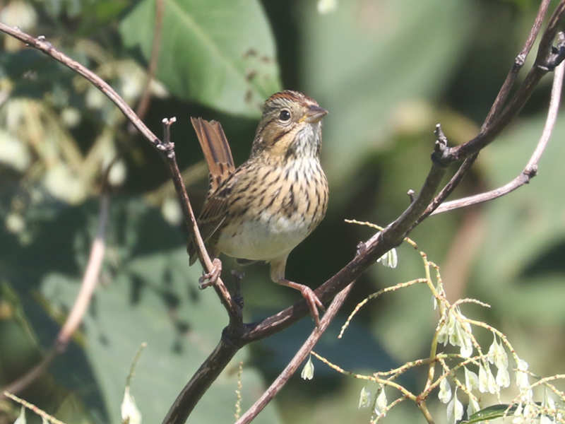 Mystery bird to be identified