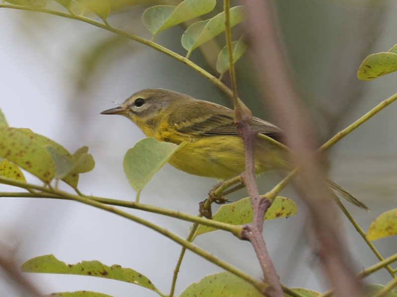 Mystery bird to be identified