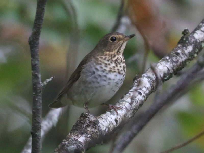 Mystery bird to be identified