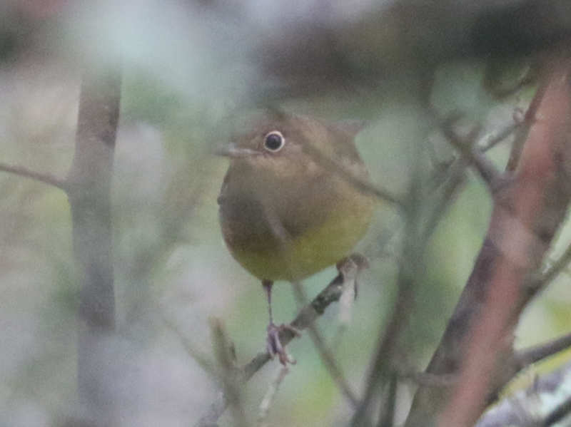 Mystery bird to be identified