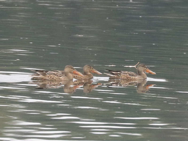 Mystery birds to be identified