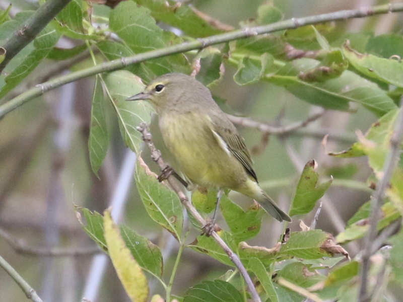 Mystery bird to be identified