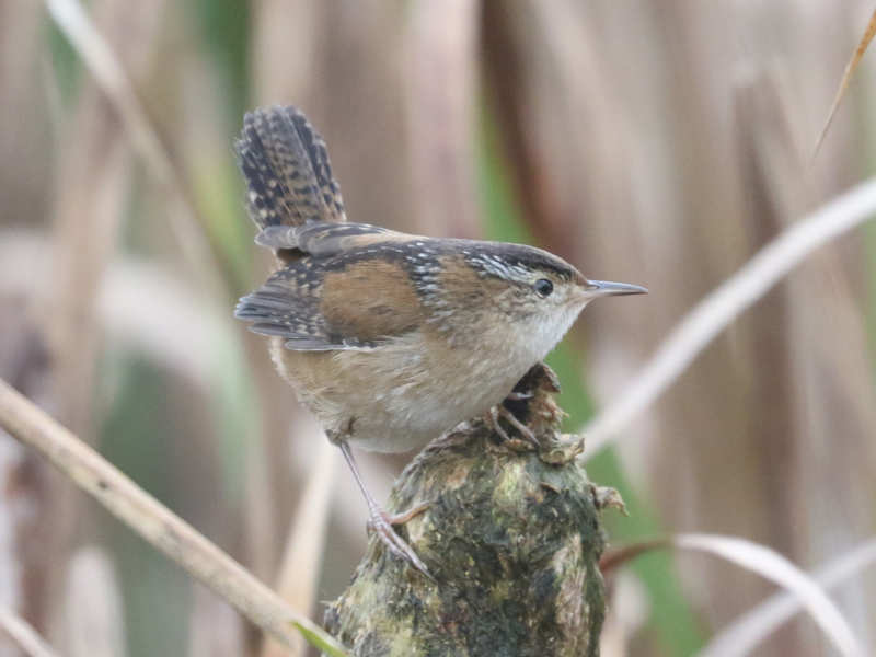 Mystery bird to be identified