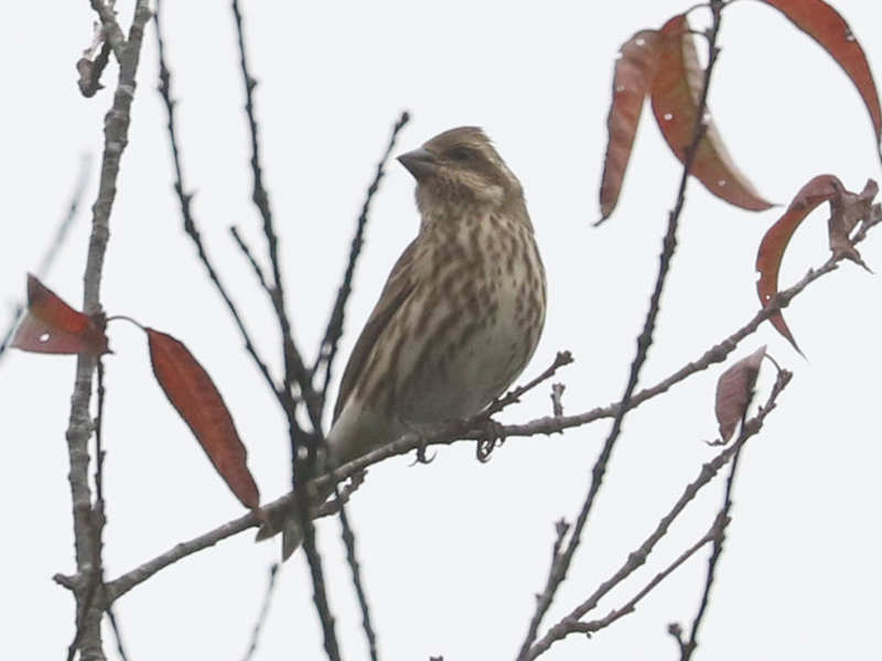 Mystery bird to be identified