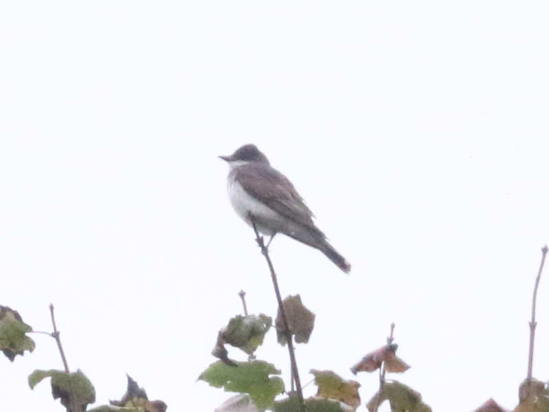 Mystery bird to be identified