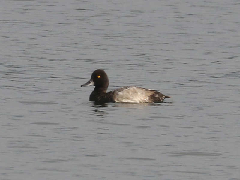 Mystery bird to be identified