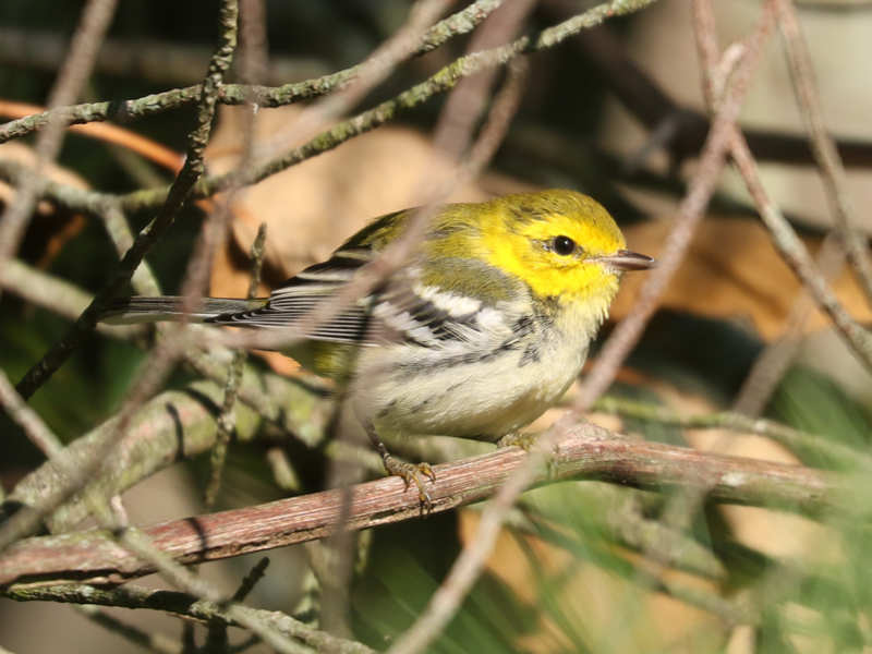 Mystery bird to be identified