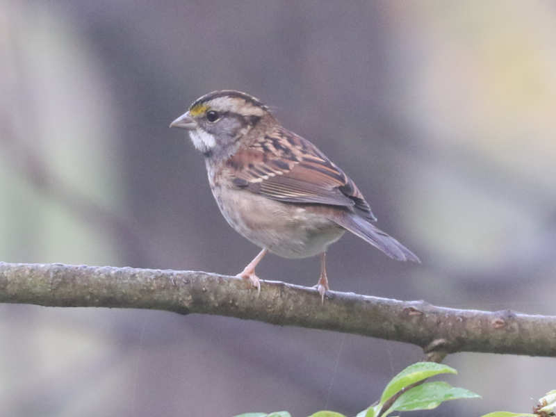 Mystery bird to be identified