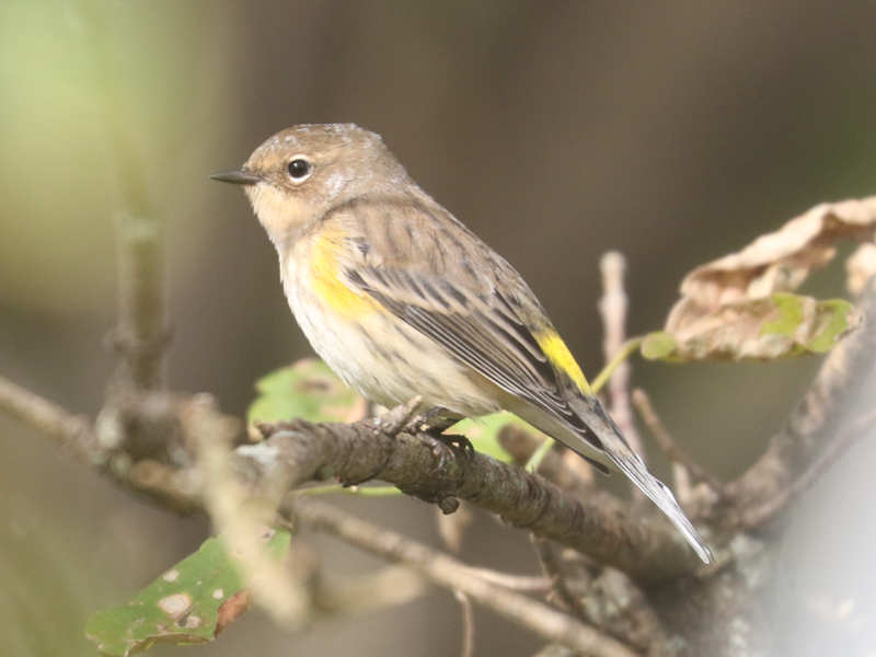 Mystery bird to be identified