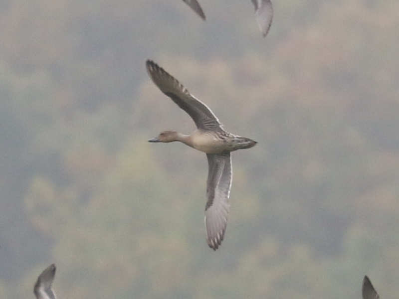 Mystery bird to be identified