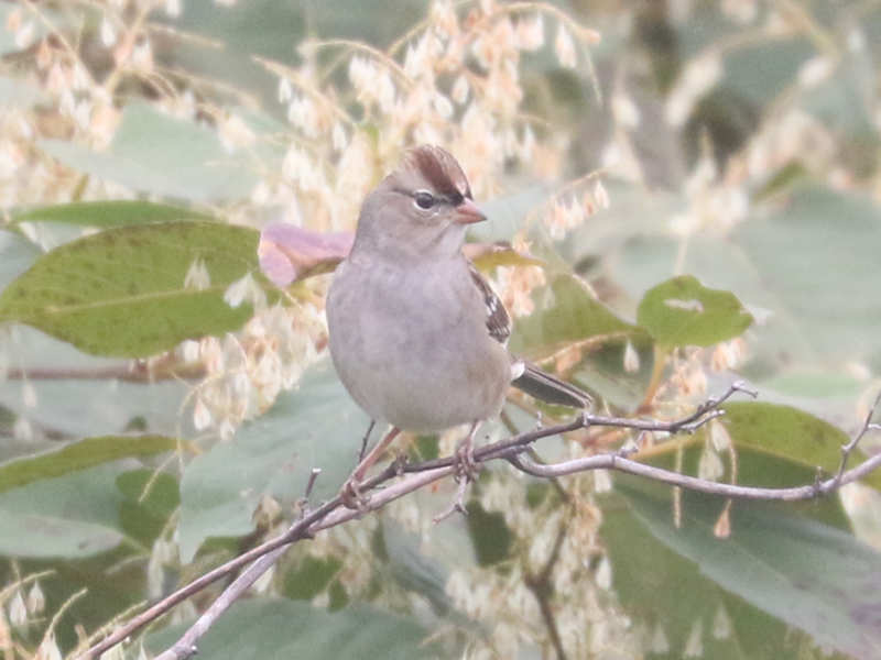 Mystery bird to be identified