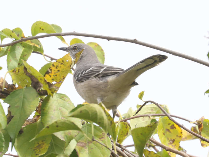 Mystery bird to be identified