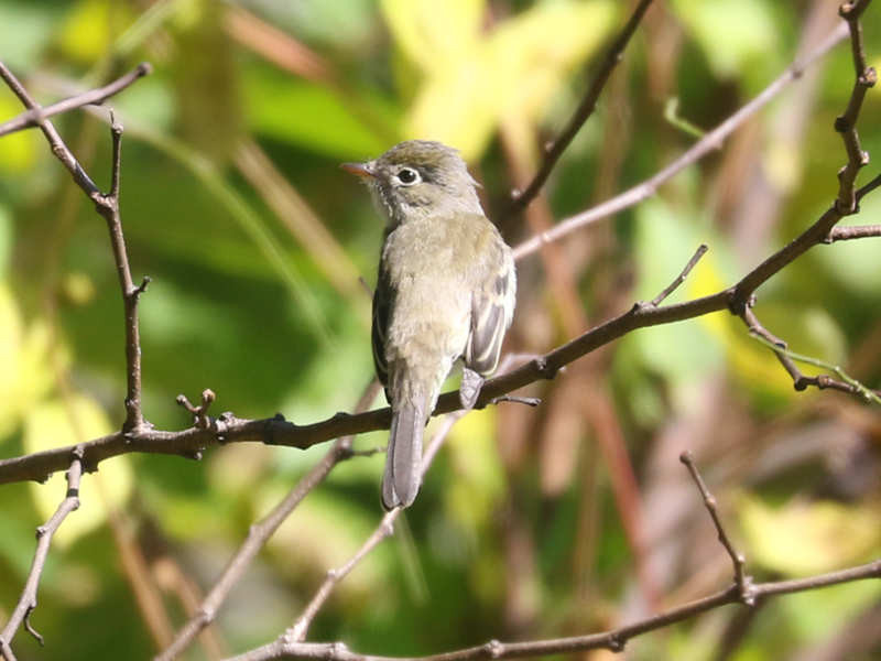 Mystery bird to be identified