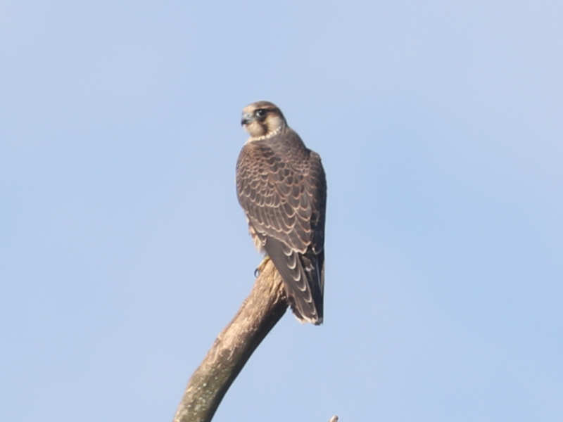 Mystery bird to be identified