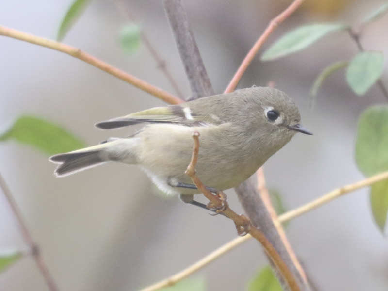 Mystery bird to be identified