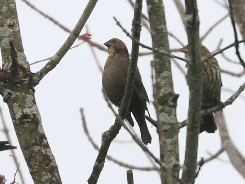 Mystery bird to be identified