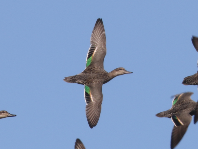 Mystery bird to be identified