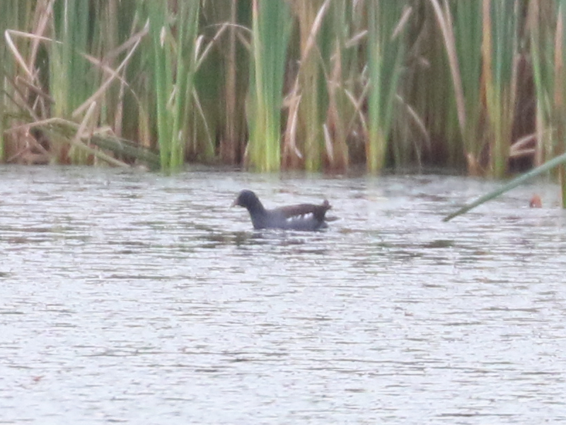 Mystery bird to be identified