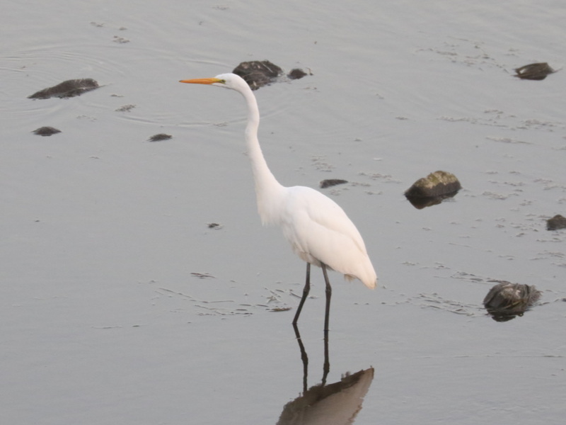 Mystery bird to be identified