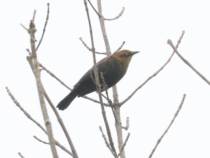 Mystery bird to be identified